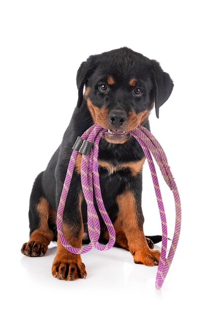 Puppy rottweiler in front of white background