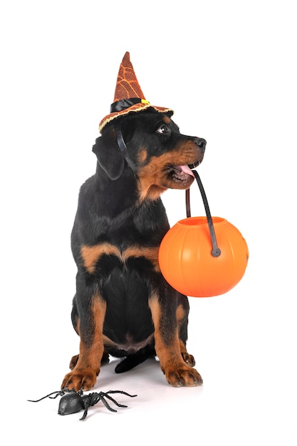 Puppy rottweiler in front of white background