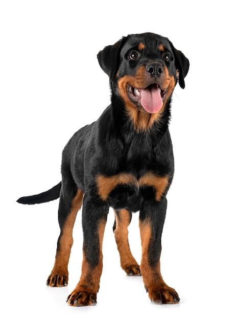 Cucciolo di rottweiler davanti a sfondo bianco