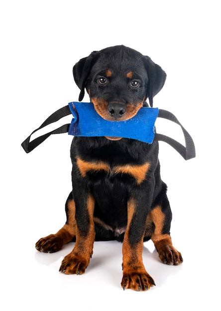 Puppy rottweiler in front of white background