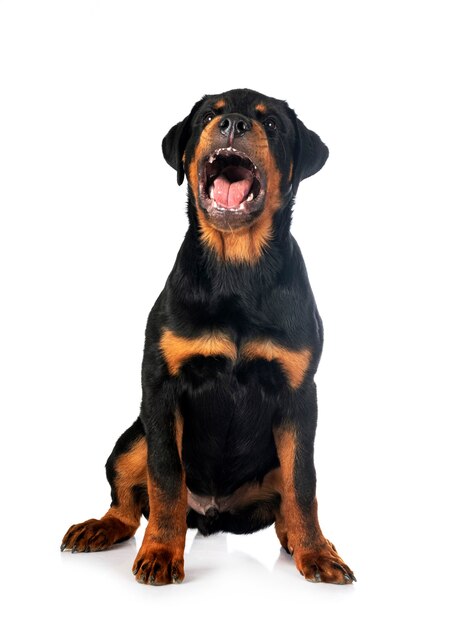 Puppy rottweiler in front of white background