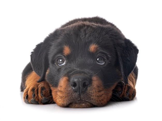 Puppy rottweiler in front of white background