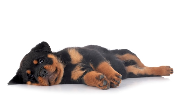 Puppy rottweiler in front of white background