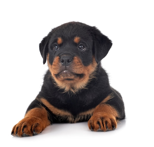 白い背景の前でロットワイラーの子犬