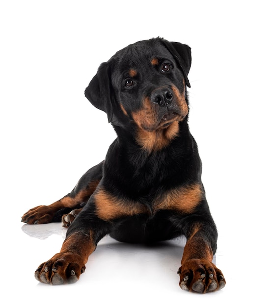 Puppy rottweiler in front of white background