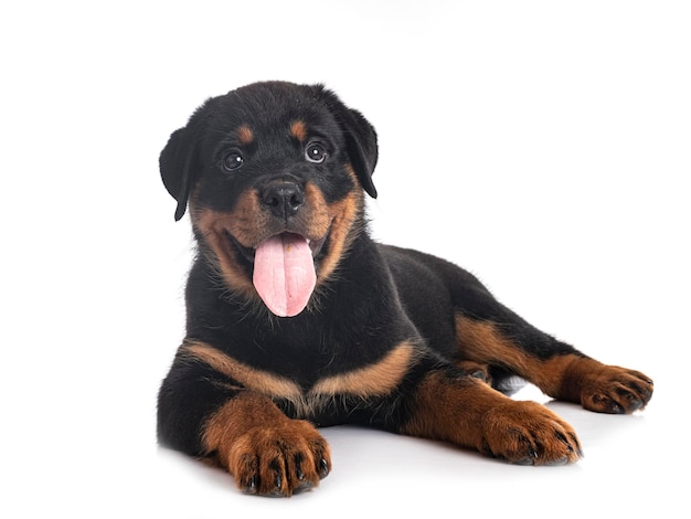 白い背景の前に子犬ロットワイラー