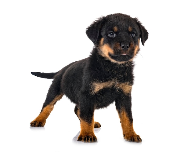 Puppy rottweiler in front of white background