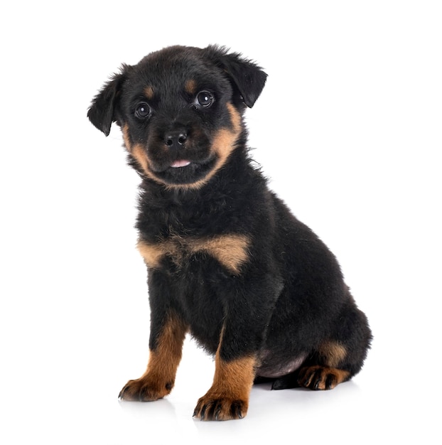 Puppy rottweiler in front of white background