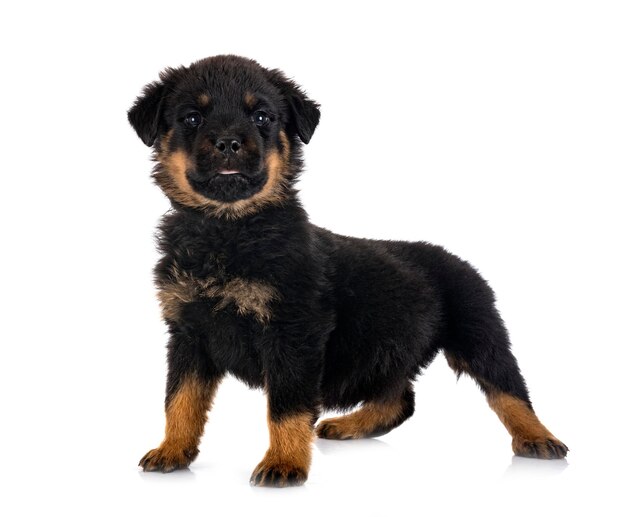 Puppy rottweiler in front of white background