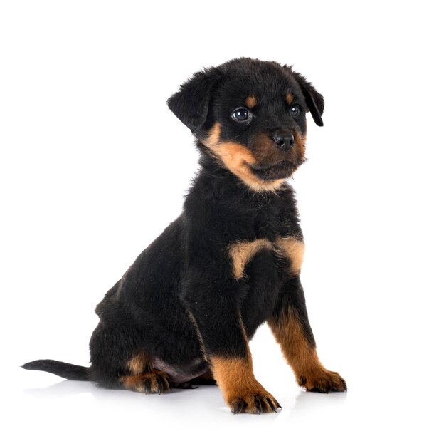 Puppy rottweiler in front of white background