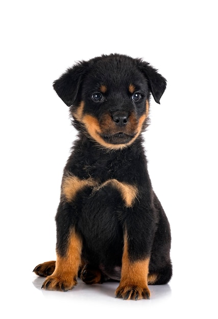 Puppy rottweiler in front of white background