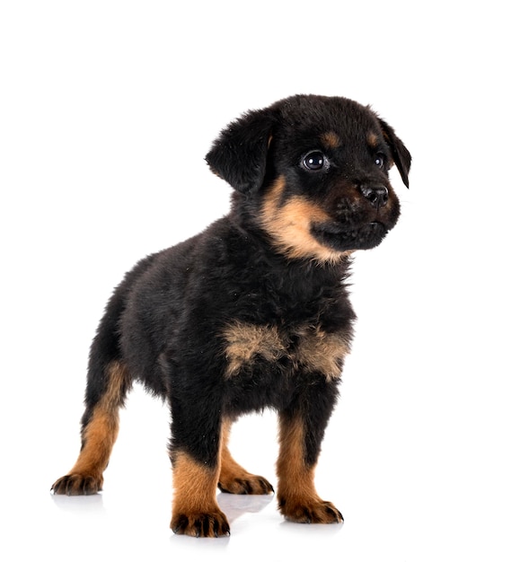 Puppy rottweiler in front of white background