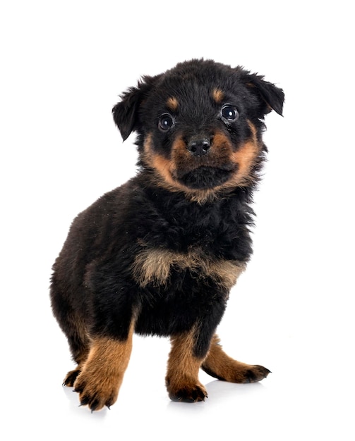 Puppy rottweiler in front of white background