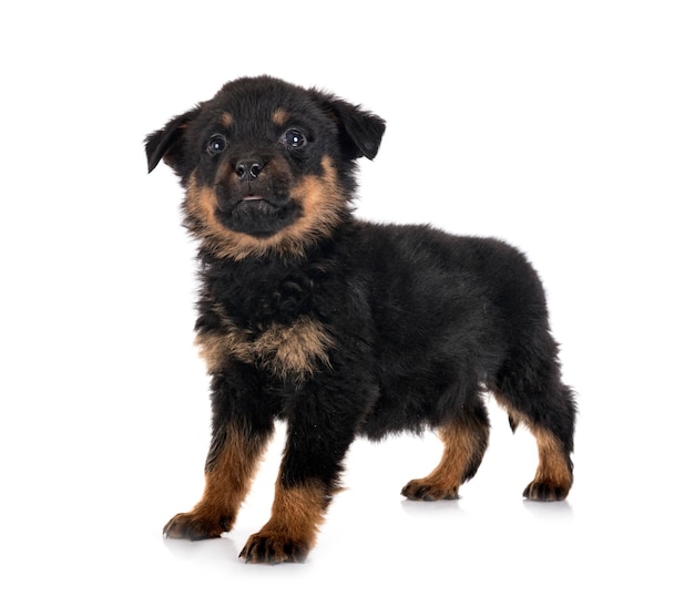 Puppy rottweiler in front of white background