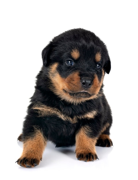 puppy rottweiler in front of white background