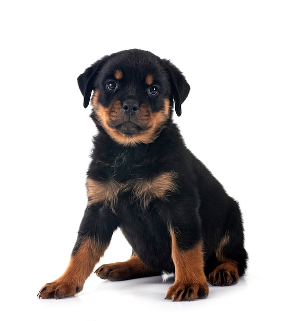 puppy rottweiler in front of white background