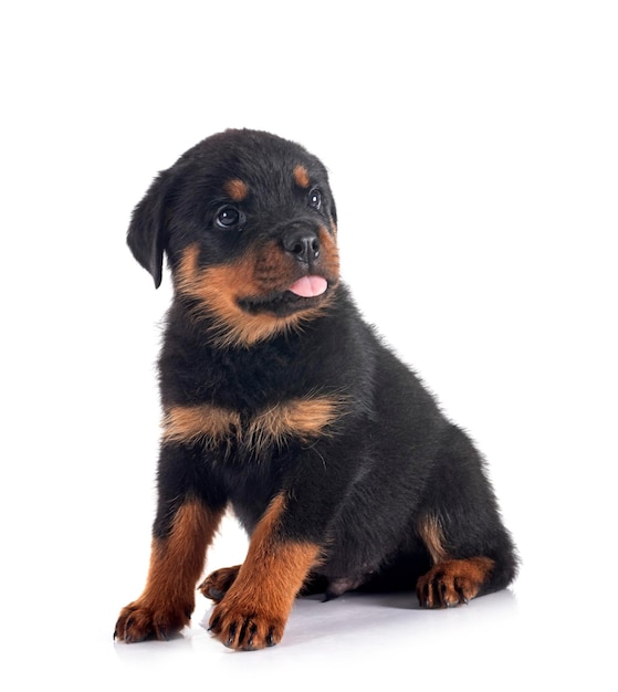 puppy rottweiler in front of white background