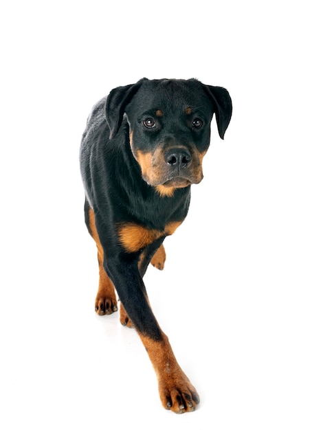 puppy rottweiler in front of white background