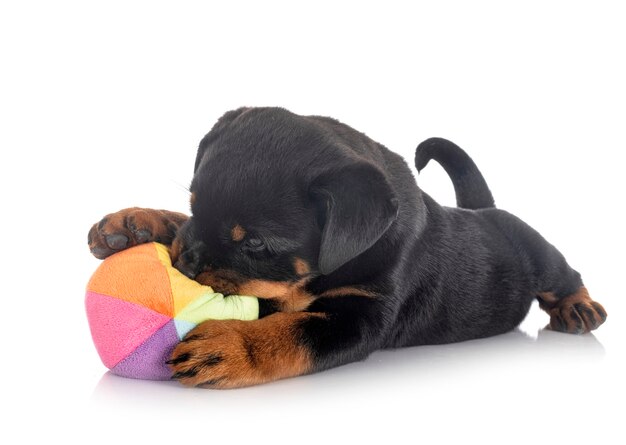 Puppy rottweiler in front of white wall