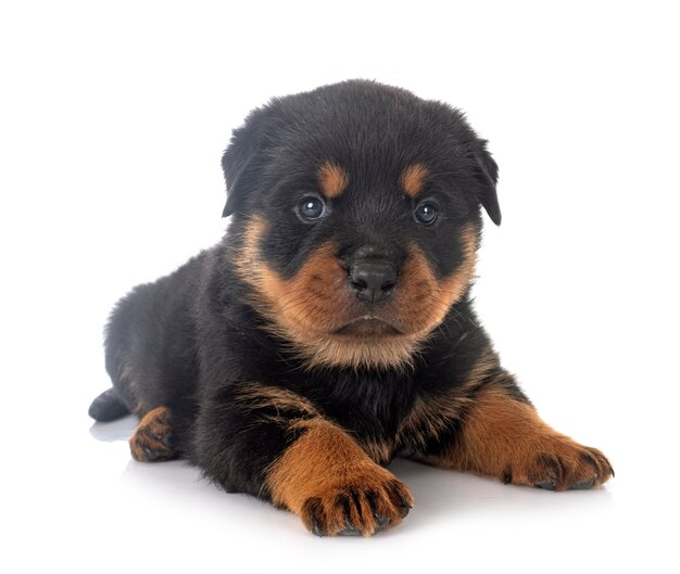 Puppy rottweiler in front of white wall