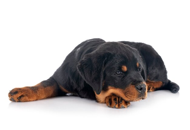 Puppy rottweiler geïsoleerd