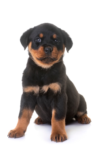 puppy rottweiler in de studio