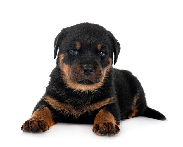 puppy rottweiler in de studio