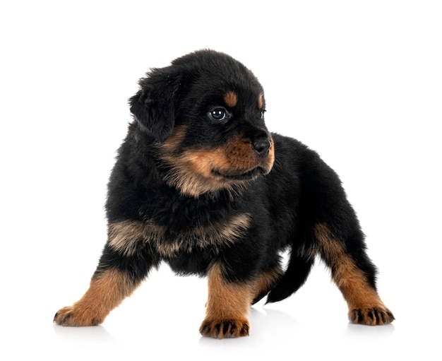 puppy rottweiler in de studio