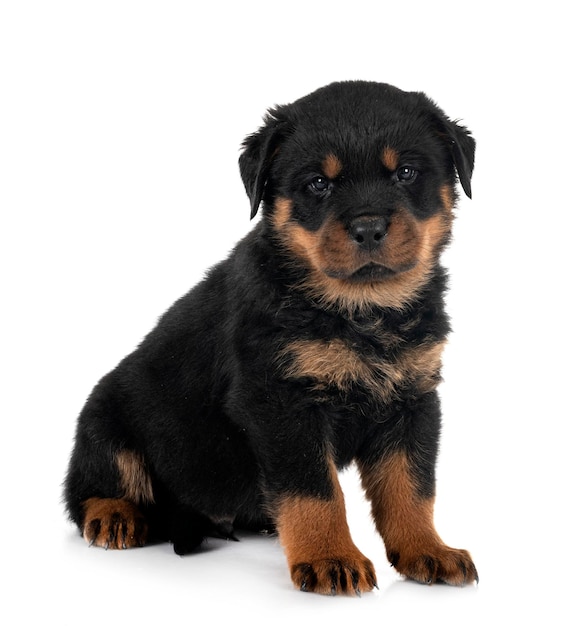 puppy rottweiler in de studio