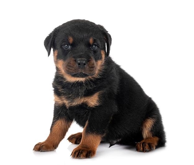 puppy rottweiler in de studio