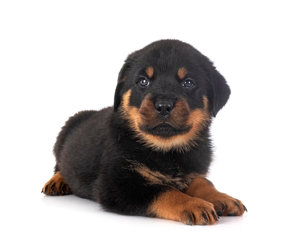 puppy rottweiler in de studio