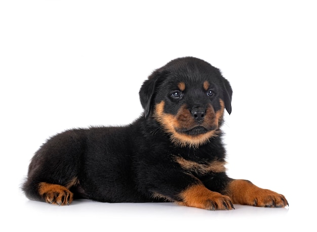 puppy rottweiler in de studio