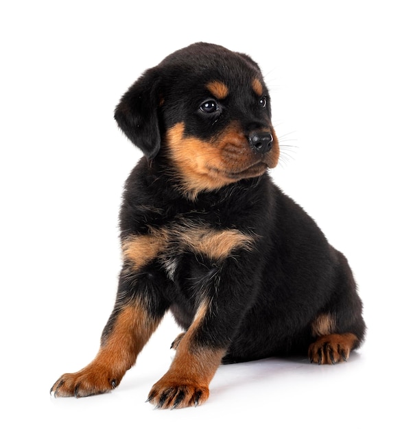 puppy rottweiler in de studio