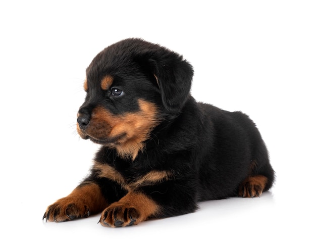 puppy rottweiler in de studio