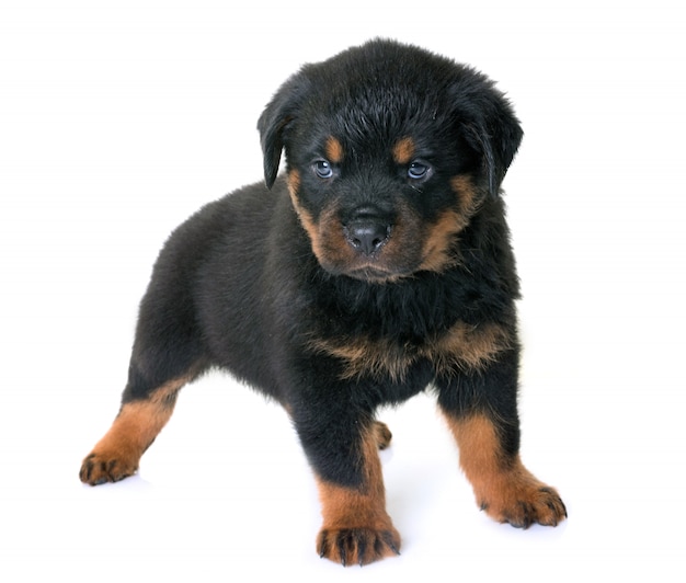 puppy rottweiler in de studio