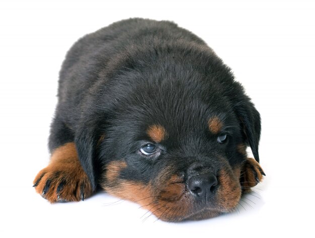 puppy rottweiler in de studio