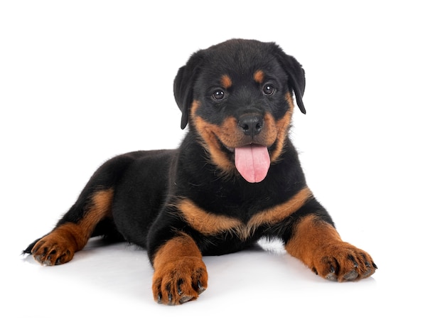 写真 白い背景の前に子犬ロットワイラー