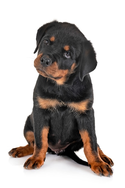 Puppy rottweiler in studio