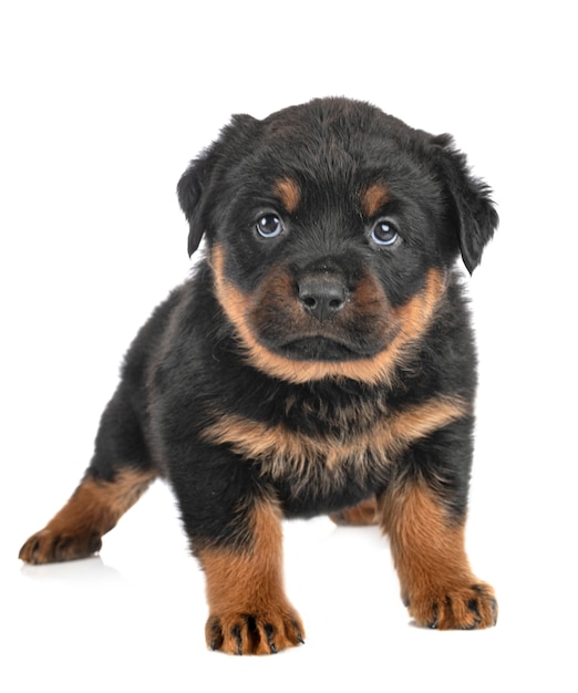 Puppy rottweiler in studio