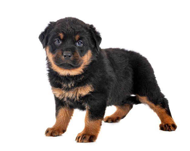 Puppy rottweiler in studio