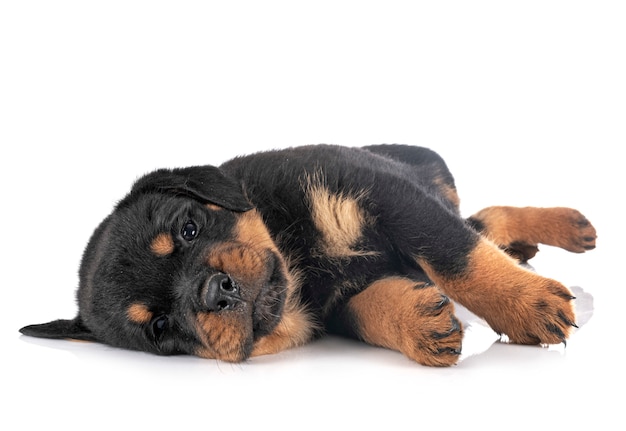 Puppy rottweiler isolated on white