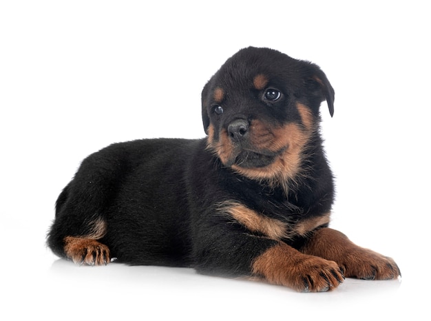 Puppy rottweiler isolated