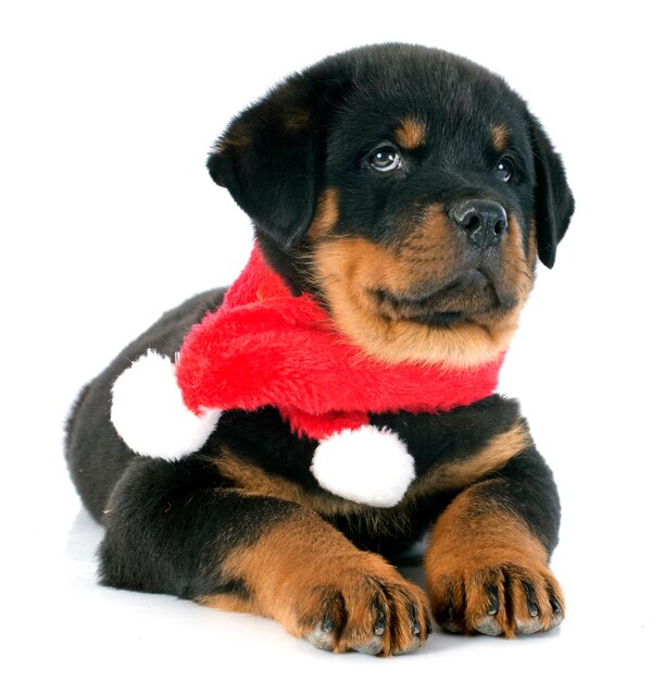 puppy rottweiler kerstmis