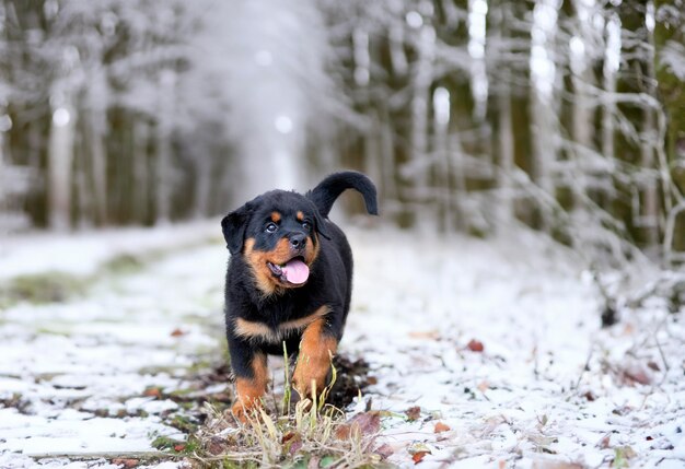 puppy rottweiler loopt in de natuur in de zomer