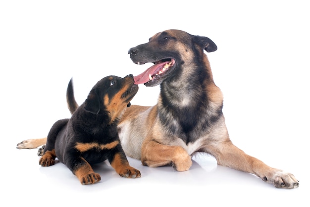 Puppy rottweiler and malinois in front of white background