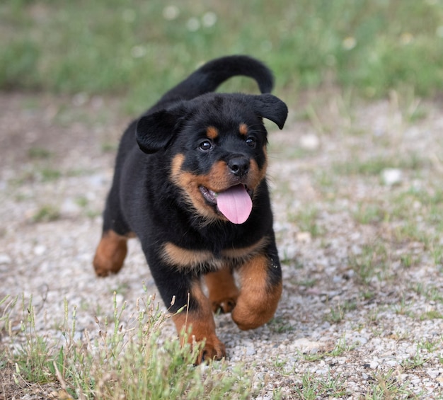 夏に庭で走っている子犬ロットワイラー