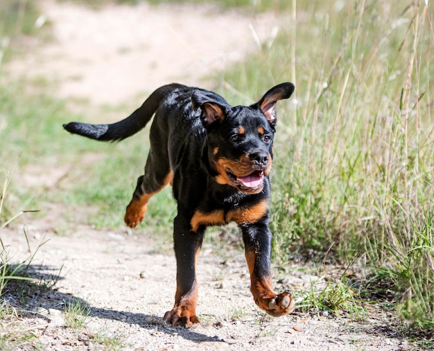 Puppy rottweiler running in the nature in autumn