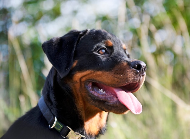 夏に自然の中で走っている子犬ロットワイラー