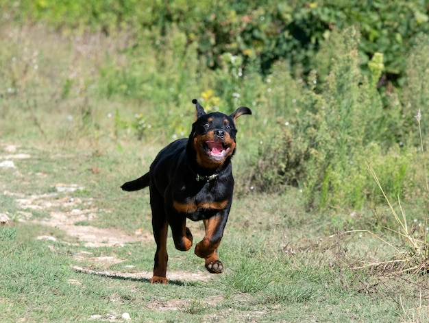 夏に自然の中で走っている子犬ロットワイラー