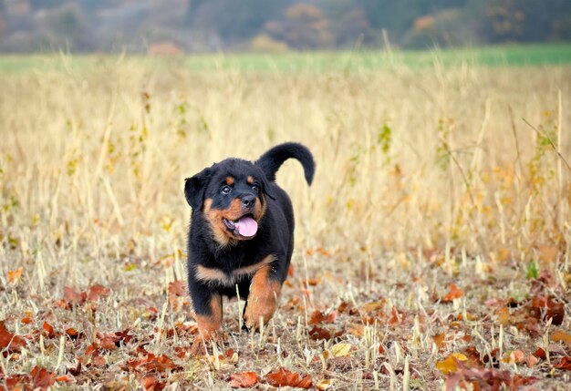 夏に自然の中で走っている子犬ロットワイラー